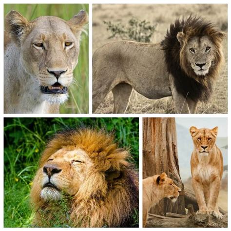 Facebook oficial de leones del caracas. ¿Dónde viven los Leones? - Hábitat del León