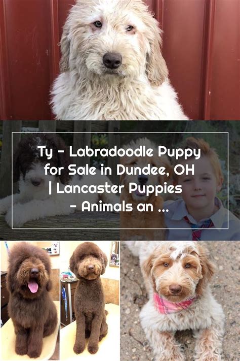 Top selection of dogs for sale in ireland. Ty - Labradoodle Puppy for Sale in Dundee, OH | Lancaster ...