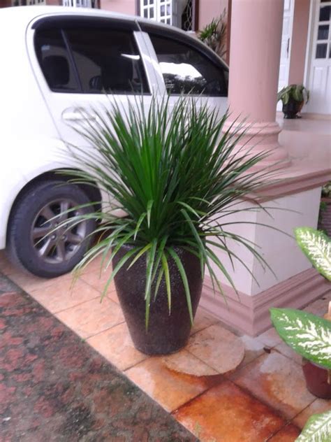 Belanja berbagai hiasan taman aman dan nyaman hanya di tokopedia. putihsalju123.blogspot.com: Pokok Hiasan Laman Rumah