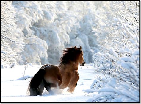 Images et photos avec tag 'bonhomme de neige'. Top 20 des plus belles images d'animaux à la neige ...