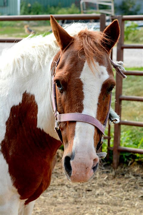 Ontario SPCA works with equine community to find homes for horses ...