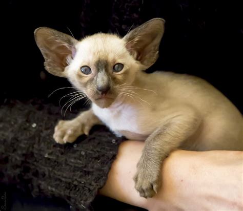 The siamese cat shows a medium stature of oriental body and is characterized by being slender, very flexible and muscular. Siamese Cat Pictures and Information - Cat-Breeds.com