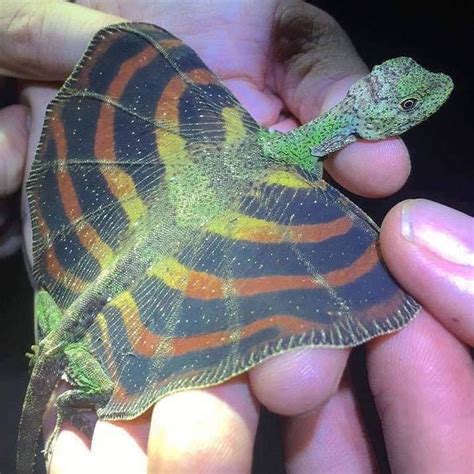 Maybe you would like to learn more about one of these? The flying dragon lizard (Draco volans) in 2020 | Lizard ...