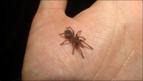Meet Ruby the Mexican red knee tarantula | Jonathan's ...