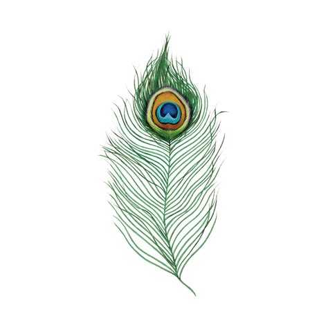 Peacock Feather | Peacock feather, Peacock feather tattoo ...