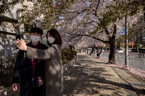 Jun 13, 2021 · bunga yang identik dengan warna pink ini sudah ditanam sejak 1971 guna memperkaya taman tematik yang ada di kebun raya cibodas. Selfie Taman Sakura / Bukit Sakura Lampung Rute Menuju ...