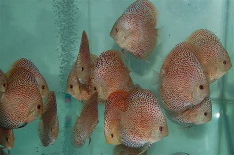 There will be separate swatch videos coming. Tropicana Penang Discus - Home | Facebook