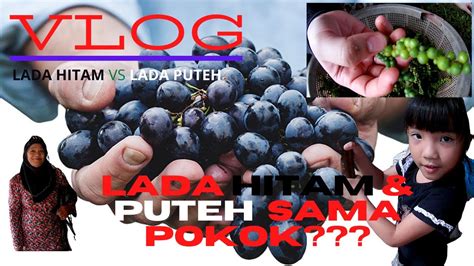 Resep membuat ayam lada hitam yang dijamin enak banget! Lada Puteh VS Lada Hitam...sama pokok ka????? - YouTube