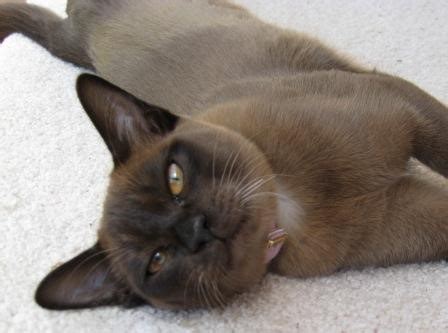 Goldlay burmese birmans and singapuras breeder since 1976 in the uk. Amalea Burmese Cat Breeders, Melbourne, VIC