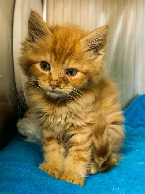 An uri is an upper respiratory infection which simply means a cat cold. San Jose Shelter Saves More Kittens Each Year — Tails of a ...