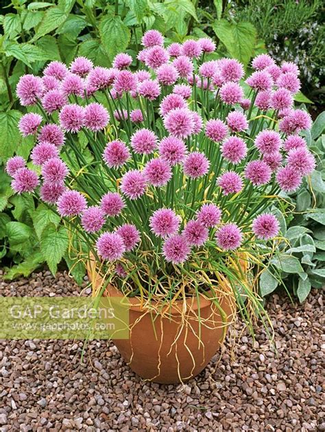 Find the perfect allium flower stock photos and editorial news pictures from getty images. Container with Alliu... stock photo by Geoff Kidd, Image ...