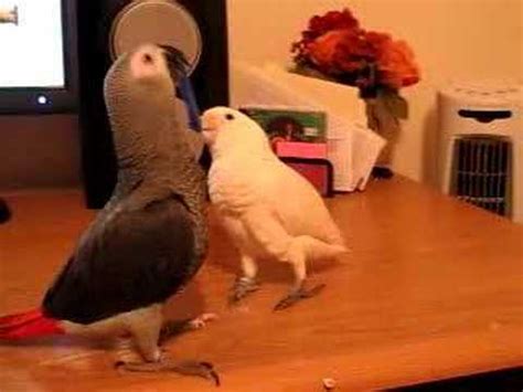 Baby goffin cockatoo (cacatua goffiniana) available! Cockatoo vs. African Grey! - YouTube