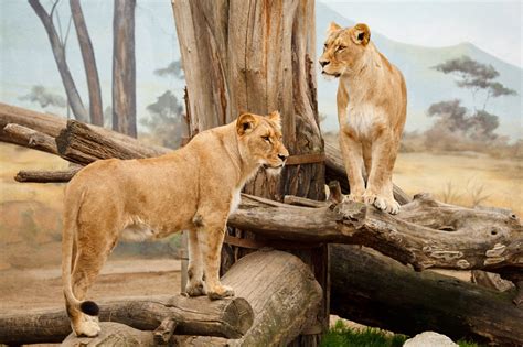 The largest lion was recorded to be nearly 700 pounds and nearly tigers are so similar to lions that without their coats, their bodies look so similar only experts can tell. Two Lions Free Stock Photo - Public Domain Pictures