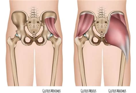 Most modern anatomists define 17 of these muscles, although some additional muscles may sometimes be considered. Picture Of Muscles In Hip Area / Ligaments Tendons And Muscles Of The Hip Joint Naples Best Hip ...