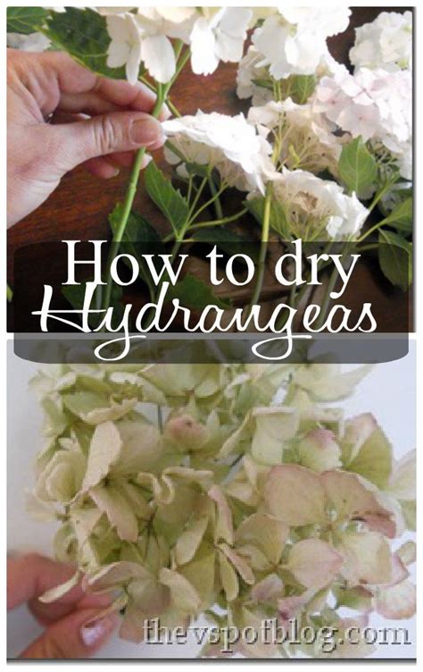 Check spelling or type a new query. Drying Hydrangeas. It's so easy. - The V Spot | Dried ...