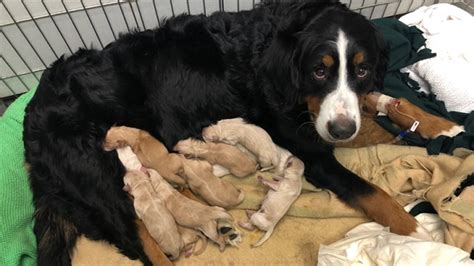 Now he's done some rescuing of his own — pulling two swimmers to. Dog nursing 20 puppies after mother died needs help ...