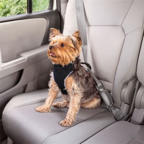 Top picks related reviews newsletter. Premier Pet Car Safety Harness for Small Dogs - Keeps Your ...