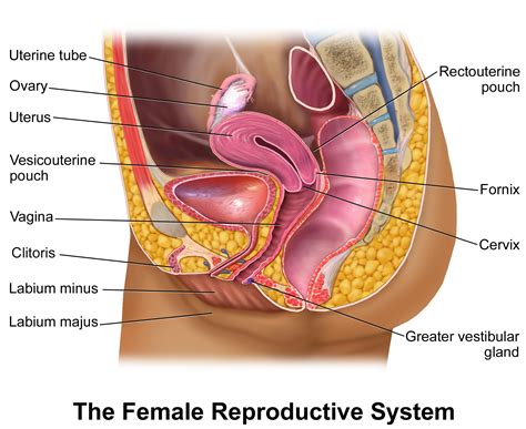 They are attached on one edge, the hilus, to the broad ligament of the uterus by a. The Diagram Of Female Reproductive Organs Diagram Of The ...