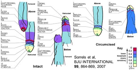 While personality is obviously a huge factor, our survey looked at the top physical features that make us sexy. Joseph4GI: African Prostitutes: "Circumcised Men Take Too Long"