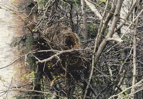 Doch nicht immer stehen ausreichend bäume oder baumaterialien zur verfügung. Naturschutzzentrum Bruck an der Mur - Andere Spuren