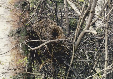 Tier nagetier natur niedlich tierwelt nager futtersuche säugetier pelzig. Naturschutzzentrum Bruck an der Mur - Andere Spuren