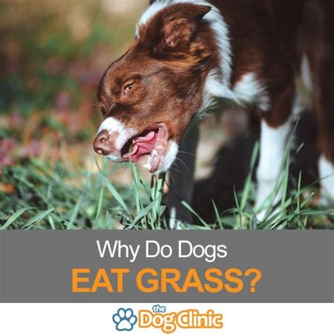 Historically, it was thought that dogs only ate grass when they were ill, in order to make themselves vomit. Why Do Dogs Eat Grass? Causes, Risks & Prevention