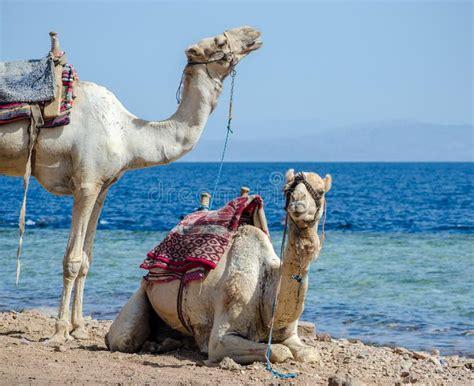 Eventually, camels migrated across the bering strait into regions of asia and africa, where the fat inside their humps helped them adapt yet. Portrait Of Two Camels On Coast Of Sea In Egypt Dahab ...