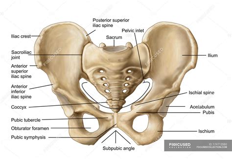 Bones can be divided into 3 generic groups: Anatomy of human pelvic bone with labels — three ...