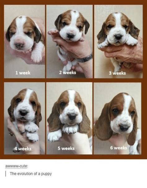 This was the first time we had a chance to chart puppies from birth until 8 weeks old. 1 Week 4 Weeks Awwww-Cute the Evolution of a Puppy 2 Weeks ...