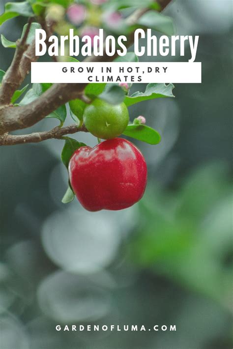 In the spring, trees are often smaller than trees shipped in the fall. Growing Acerola Cherry Tree (Barbados Cherry) in Hot, Dry ...