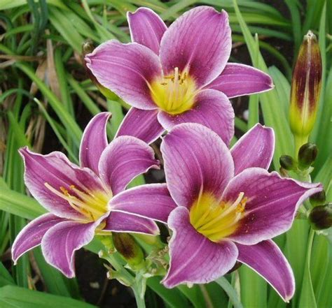 Hemera meaning day and kallos meaning beauty. Daylily Little Missy | Day lilies, Backyard plants ...