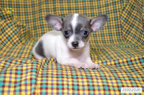 Join facebook to connect with puppies for sale in ohio craigslist and others you. Chihuahua Puppies For Sale In Columbus Ohio | PETSIDI
