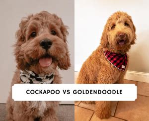 A goldendoodle is a mix of a golden retriever and a poodle; Cockapoo vs Goldendoodle - Dog Breed Comparison! (2021) We ...