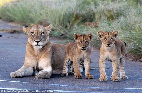 Users rated the chubby wife enjoyed getting screwed videos as very hot with a 70.45% rating, porno video uploaded to main category: Lion cubs block traffic in Kruger National Park | Daily ...