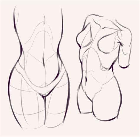The pectoralis major from latin pectus meaning breast is a thick fan shaped muscle situated at the chest anterior of the human body. Drawing drill #60: Quick poses and chest anatomy ...
