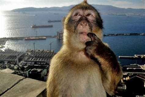 Gibraltar monkeys stealing off tourists. Adorable Gibraltar monkey! Tourists, please don't feed ...