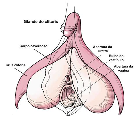 Top buyers of ski jump from around the world. File:Clitoris anatomy labeled-pt.jpg - Wikimedia Commons