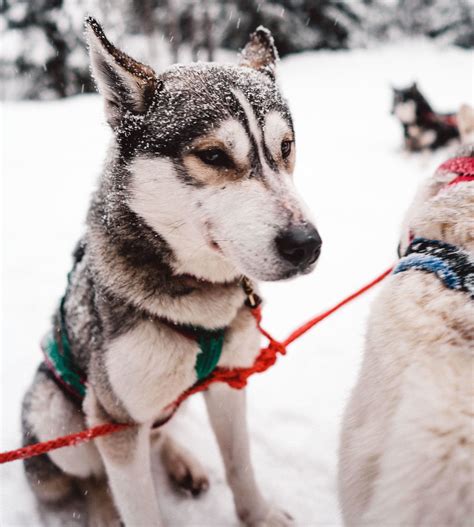 Husky sled dogs ready to go sledding, sweden. The Complete Lapland, Finland Travel Guide - Find Us Lost ...