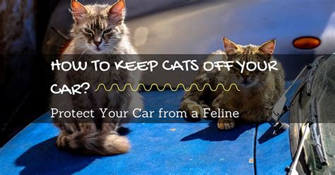 Ideas for keeping your cat off of the counter: How to Keep Cats Off Your Car? Protect Your Car from a Feline!
