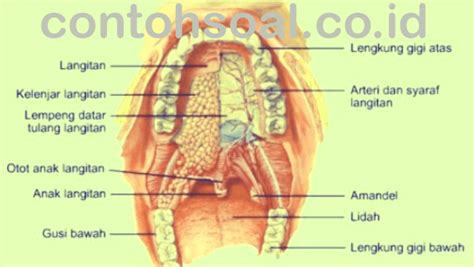 Baca artikel ini untuk mengetahui apa itu rna dan apa saja jenis utama dan fungsi pada manusia. Struktur Gigi Manusia Beserta Gambarnya - Berbagi Struktur