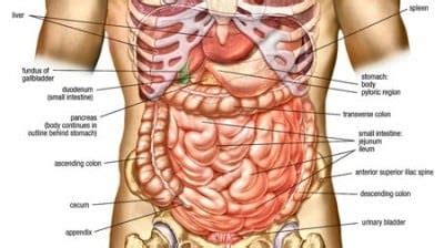 Maybe you would like to learn more about one of these? MCQs:Anatomy ( Abdomen ) ~ Medicine Time
