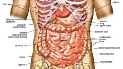 In the right lower quadrant sits the cecum, appendix, part of the small intestines, the right half of the female. MCQs:Anatomy ( Abdomen ) ~ Medicine Time