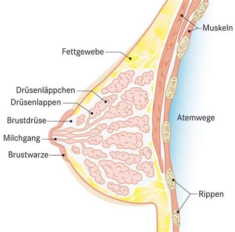 Dieser muskel ist in zwei teile für die innere und obere brust unterteilt. Brustkrebs (Mammakarzinom): Aufbau der Brust - und was ...