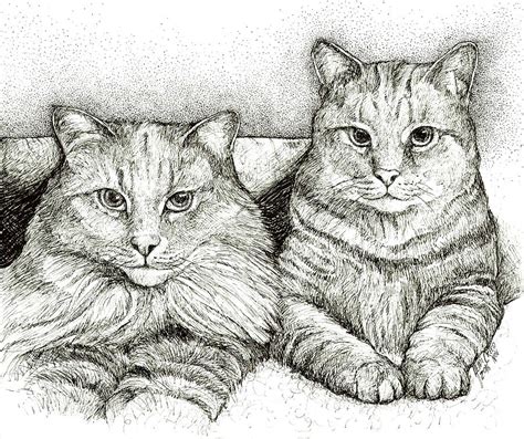 The design is sized on an 8.5 x 11 page. Two Cats Drawing by Heidi Creed
