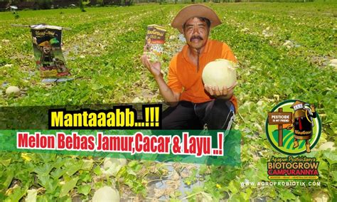 In english transitive clauses, the subjects of both intransitive sentences (i run) and. MANTAB...! Budidaya Melon Bebas Jamur,Cacar dan Layu