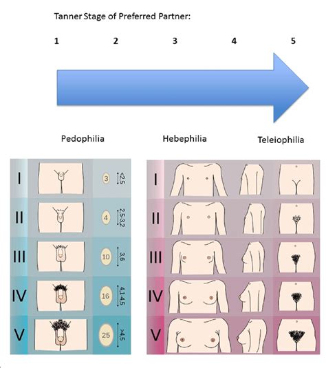 The average age for girls to begin puberty is 11, while for boys the average age is 12. | Tanner scales of males and females as used in sexual ...