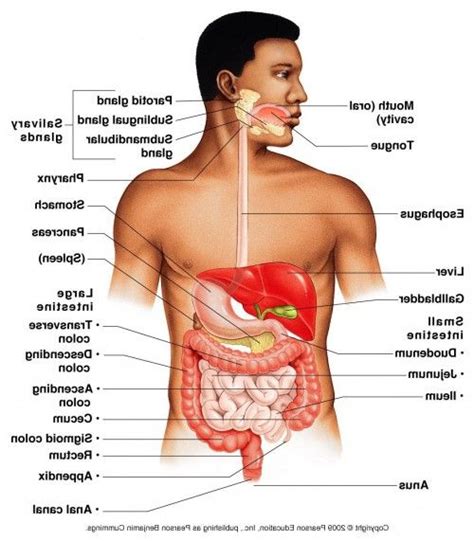 The blood vessels of the body are functionally divided into two distinctive circuits: Location of organs in the human male body | Male Body ...