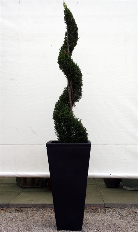 Beautiful topiary bay tree lollipopsthese topiary bay trees come in half, quarter, ¾ and full standard shapes with a lollipop crown, meaning they have a straight clear stem with a spherical ball of foliage on top. Hire Topiary Spirals - Hiring trees, plants & related ...