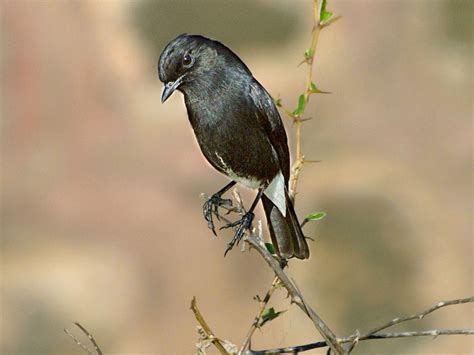 Burung decu memang sering disebut sebagai kacer mini. Harga Burung Decu Kembang 2020 - Jenis Burung Kecil Di ...