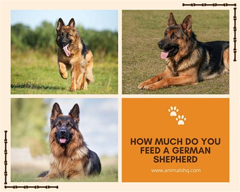 Maybe you would like to learn more about one of these? How Much Do You Feed a German Shepherd? - Animals HQ